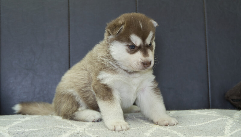 シベリアンハスキー子犬の写真No.202405026-5　6月4日現在