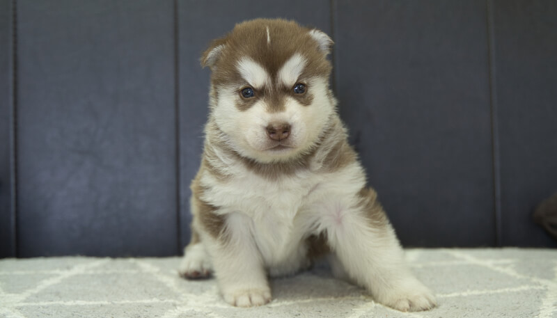 シベリアンハスキー子犬の写真No.202405026正面6月4日現在