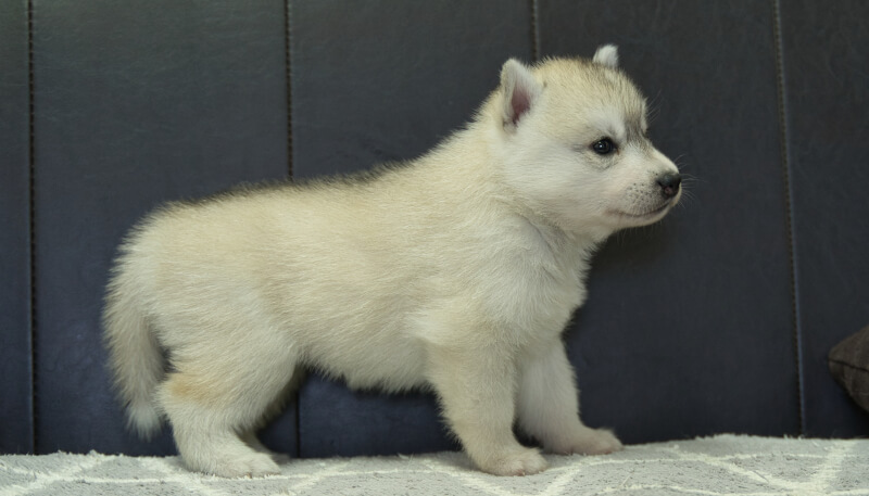 シベリアンハスキー子犬の写真No.202405036右側面6月5日現在