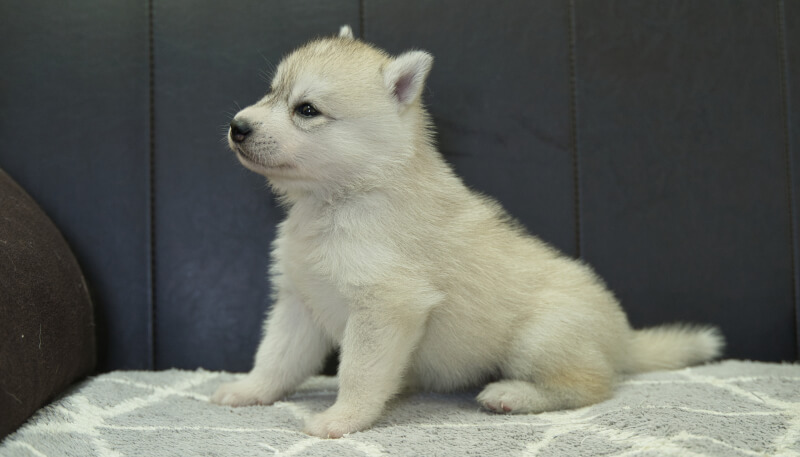 シベリアンハスキー子犬の写真No.202405036-4　6月5日現在
