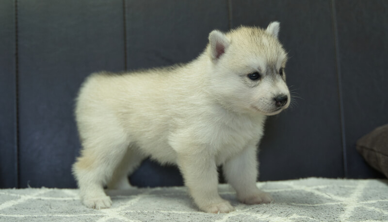 シベリアンハスキー子犬の写真No.202405036-5　6月5日現在