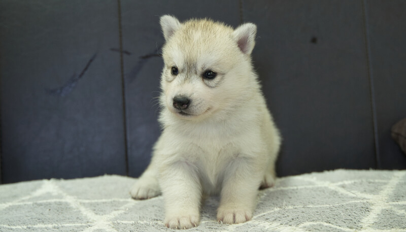 シベリアンハスキー子犬の写真No.202405036正面6月5日現在