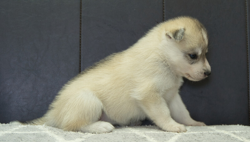 シベリアンハスキー子犬の写真No.202405037右側面6月5日現在