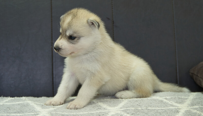 シベリアンハスキー子犬の写真No.202405037-4　6月5日現在