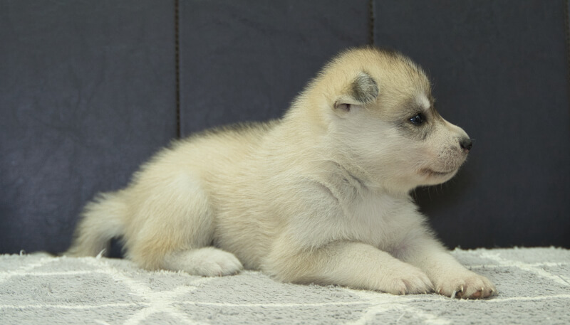シベリアンハスキー子犬の写真No.202405037-5　6月5日現在