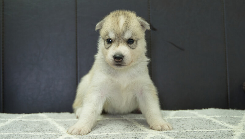 シベリアンハスキー子犬の写真No.202405037正面6月5日現在