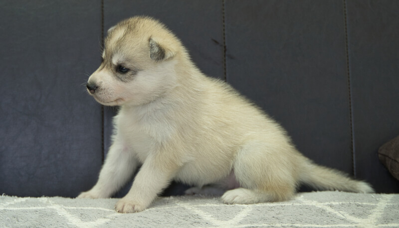 シベリアンハスキー子犬の写真No.202405037左側面6月5日現在