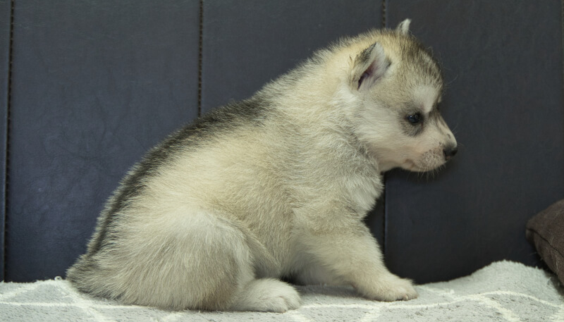 シベリアンハスキー子犬の写真No.202405032右側面6月5日現在