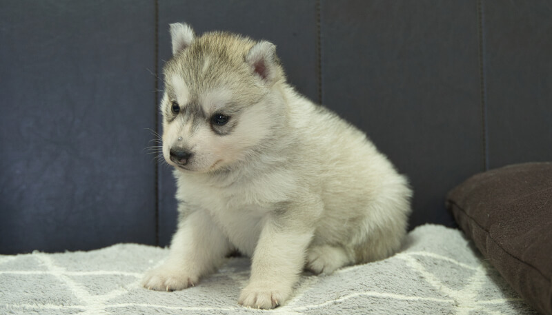 シベリアンハスキー子犬の写真No.202405032-4　6月5日現在