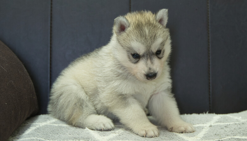 シベリアンハスキー子犬の写真No.202405032-5　6月5日現在