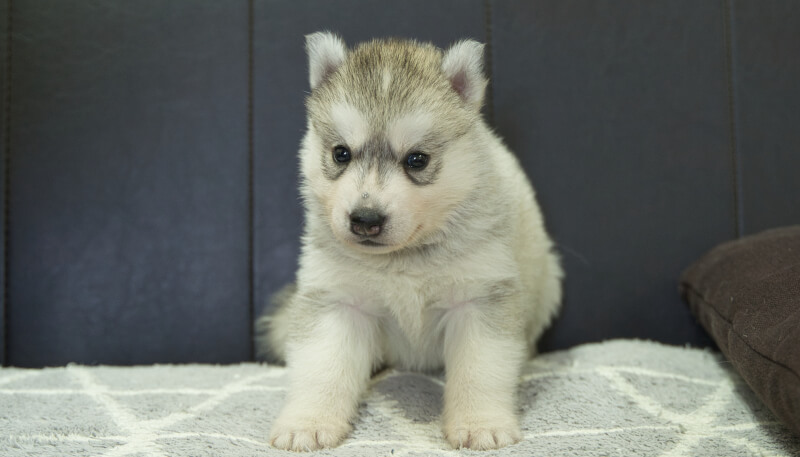 シベリアンハスキー子犬の写真No.202405032正面6月5日現在