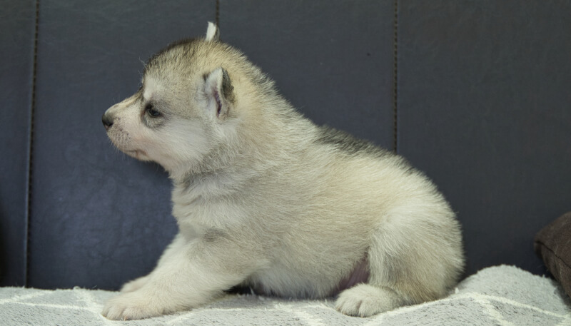シベリアンハスキー子犬の写真No.202405032左側面6月5日現在