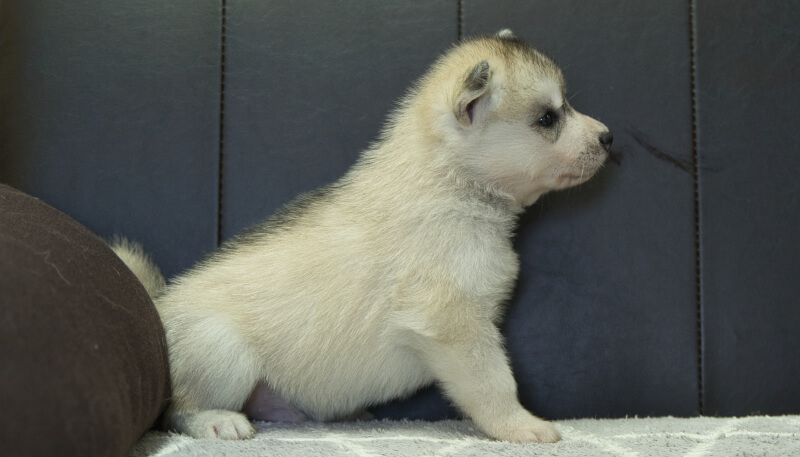 シベリアンハスキー子犬の写真No.202405033右側面6月5日現在
