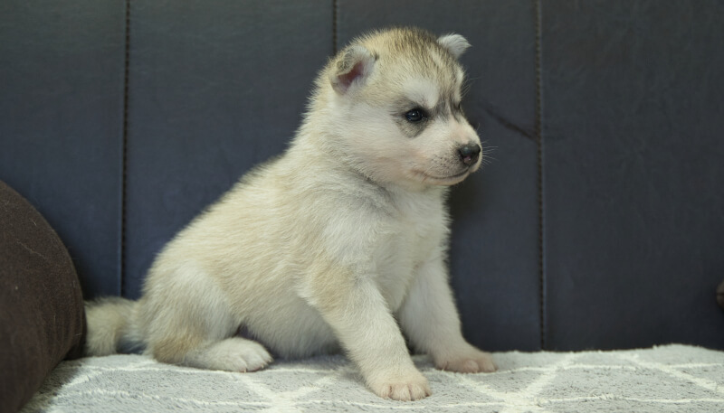 シベリアンハスキー子犬の写真No.202405033-5　6月5日現在