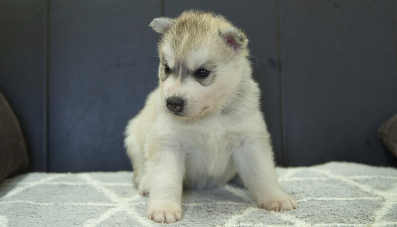 シベリアンハスキー子犬の写真No.202405033正面6月5日現在