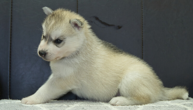 シベリアンハスキー子犬の写真No.202405033左側面6月5日現在