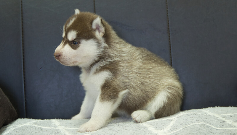 シベリアンハスキー子犬の写真No.202405034左側面6月5日現在