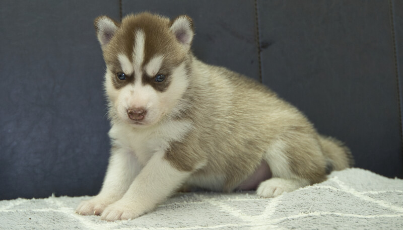 シベリアンハスキー子犬の写真No.202405035-4　6月5日現在