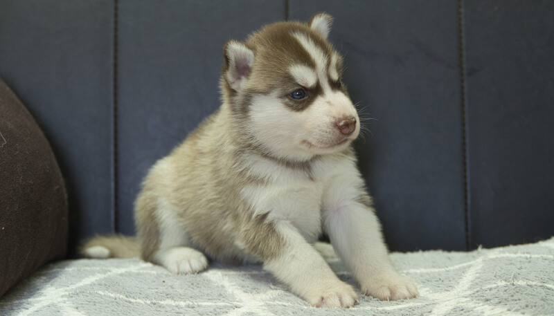 シベリアンハスキー子犬の写真No.202405035-5　6月5日現在