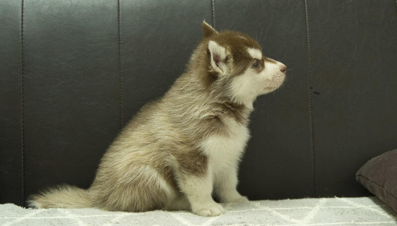 シベリアンハスキー子犬の写真No.202405022右側面6月12日現在