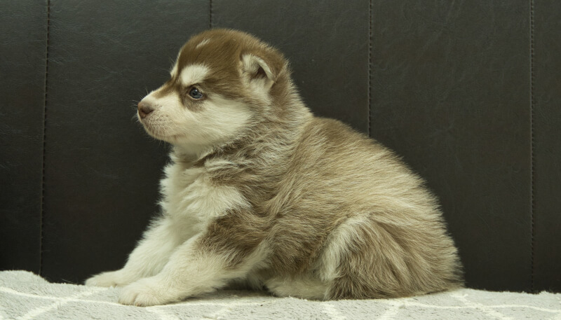 シベリアンハスキー子犬の写真No.202405026左側面6月12日現在