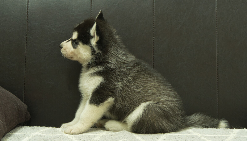 シベリアンハスキー子犬の写真No.202405031左側面6月12日現在