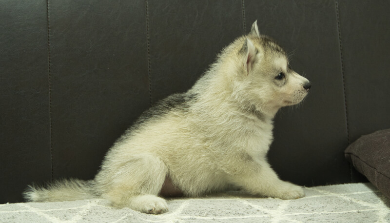 シベリアンハスキー子犬の写真No.202405032右側面6月12日現在