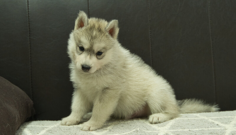 シベリアンハスキー子犬の写真No.202405032-4　6月12日現在