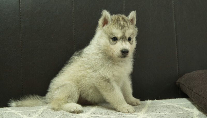 シベリアンハスキー子犬の写真No.202405032-5　6月12日現在