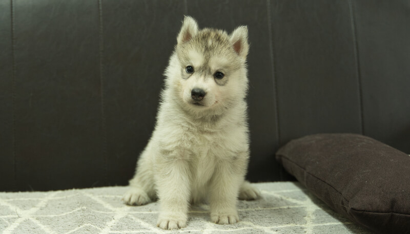 シベリアンハスキー子犬の写真No.202405032正面6月12日現在