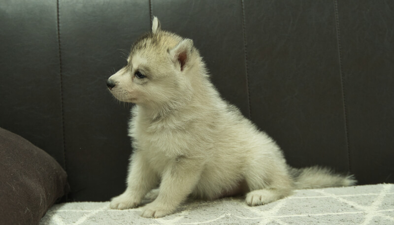 シベリアンハスキー子犬の写真No.202405032左側面6月12日現在