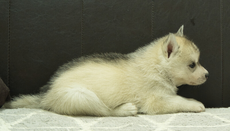 シベリアンハスキー子犬の写真No.202405033右側面6月12日現在