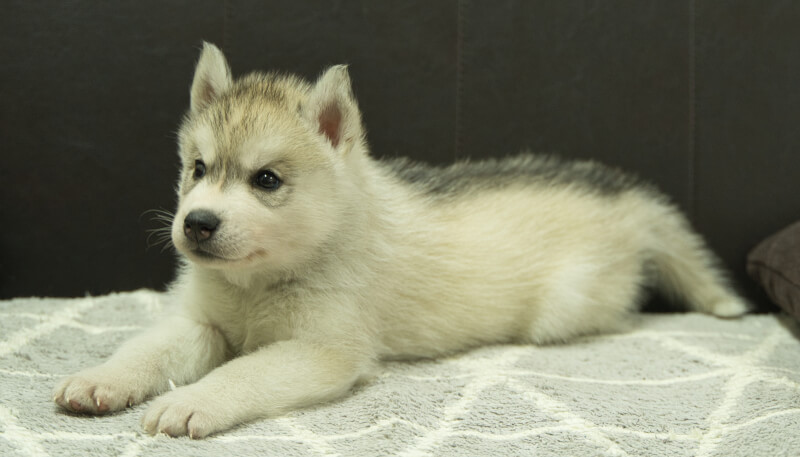 シベリアンハスキー子犬の写真No.202405033-4　6月12日現在
