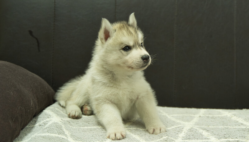 シベリアンハスキー子犬の写真No.202405033-5　6月12日現在