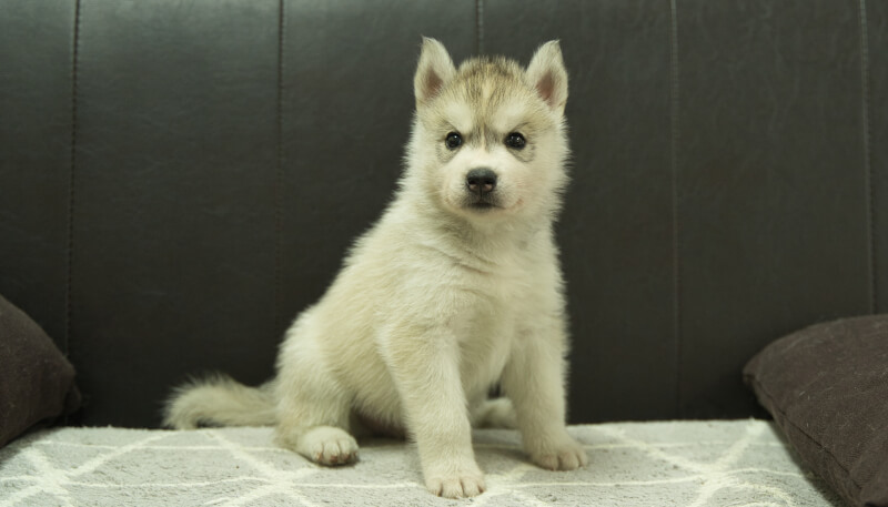 シベリアンハスキー子犬の写真No.202405033正面6月12日現在