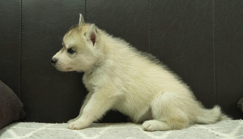 シベリアンハスキー子犬の写真No.202405033左側面6月12日現在