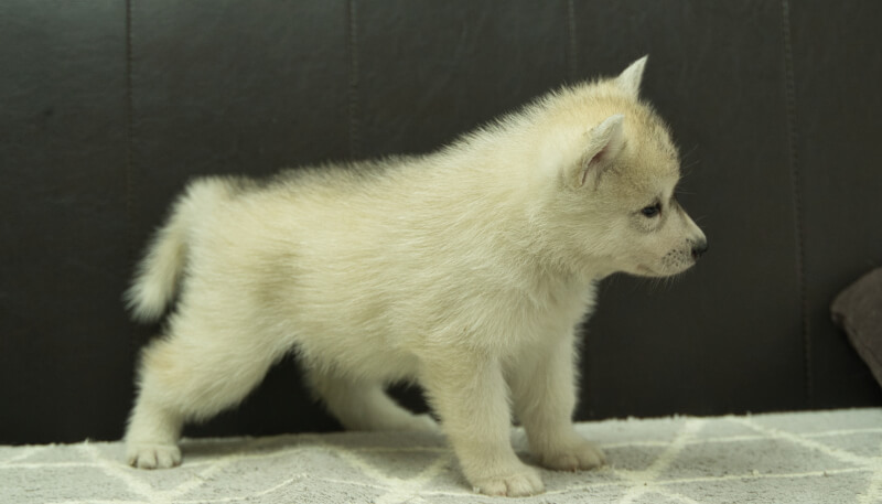 シベリアンハスキー子犬の写真No.202405036右側面6月12日現在