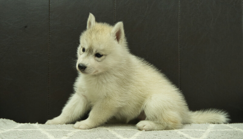 シベリアンハスキー子犬の写真No.202405036-4　6月12日現在