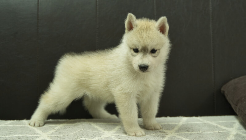 シベリアンハスキー子犬の写真No.202405036-5　6月12日現在
