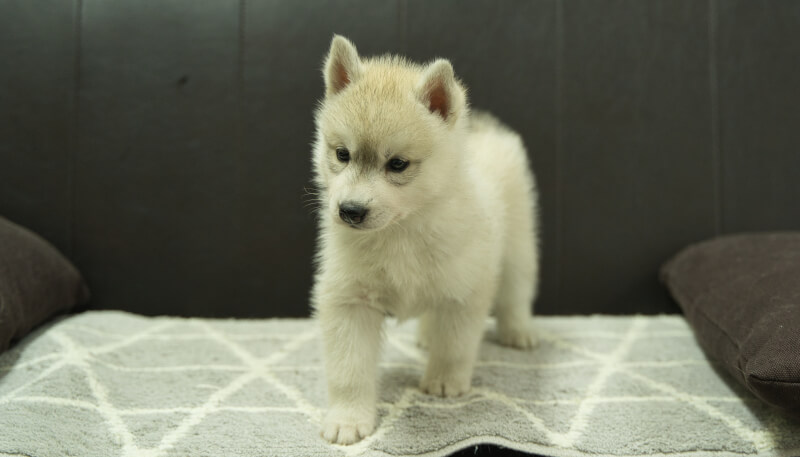 シベリアンハスキー子犬の写真No.202405036正面6月12日現在