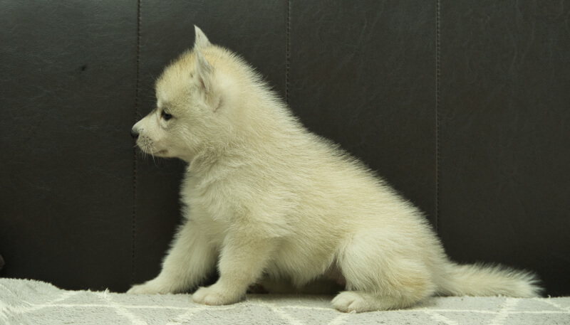 シベリアンハスキー子犬の写真No.202405036左側面6月12日現在