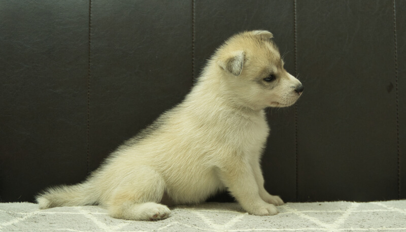 シベリアンハスキー子犬の写真No.202405037右側面6月12日現在