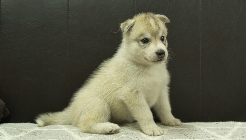 シベリアンハスキー子犬の写真No.202405037-5　6月12日現在