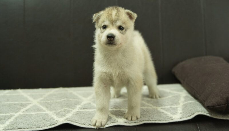 シベリアンハスキー子犬の写真No.202405037正面6月12日現在