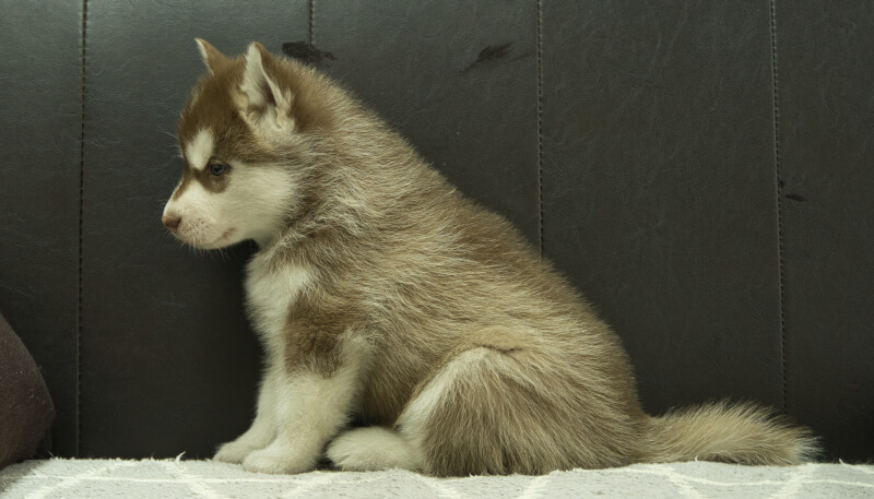 シベリアンハスキー子犬の写真No.202405022左側面6月12日現在