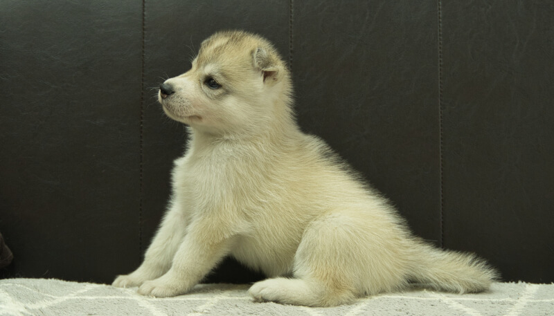 シベリアンハスキー子犬の写真No.202405037左側面6月12日現在