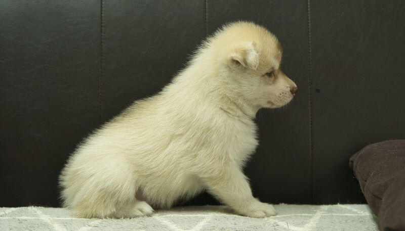 シベリアンハスキー子犬の写真No.202405023右側面6月12日現在