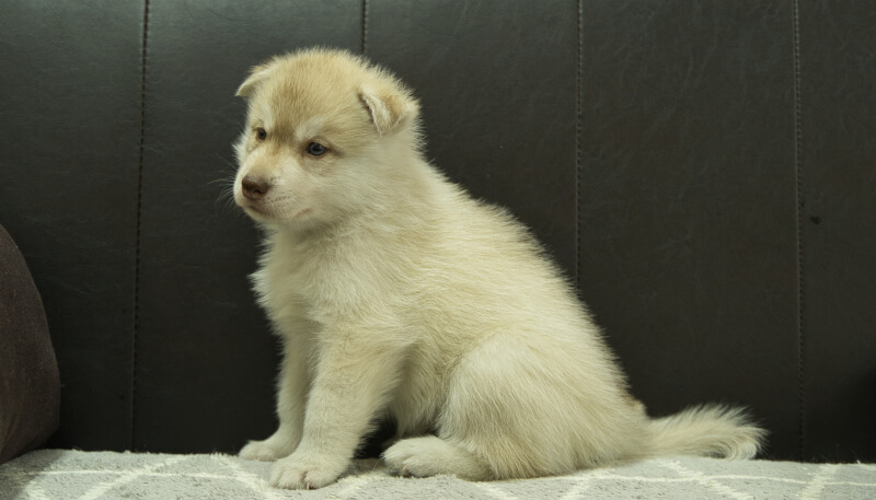 シベリアンハスキー子犬の写真No.202405023-4　6月12日現在
