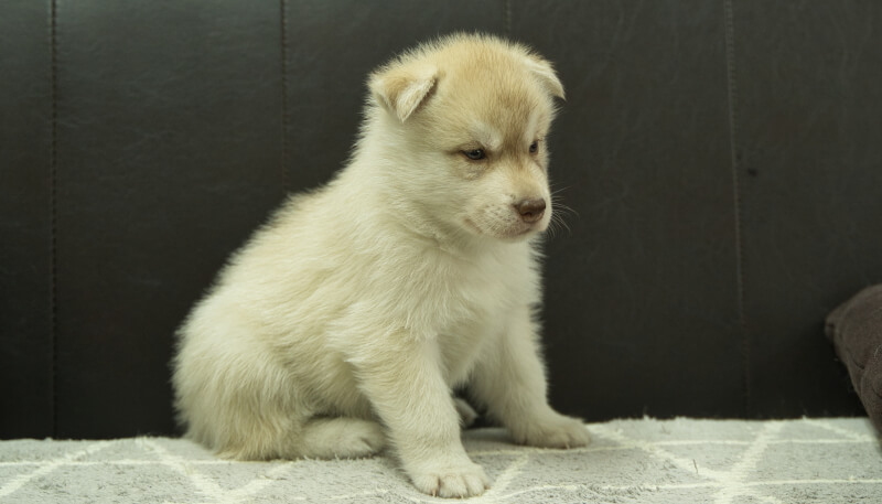 シベリアンハスキー子犬の写真No.202405023-5　6月12日現在