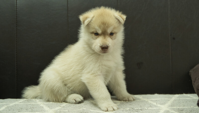 シベリアンハスキー子犬の写真No.202405023正面6月12日現在